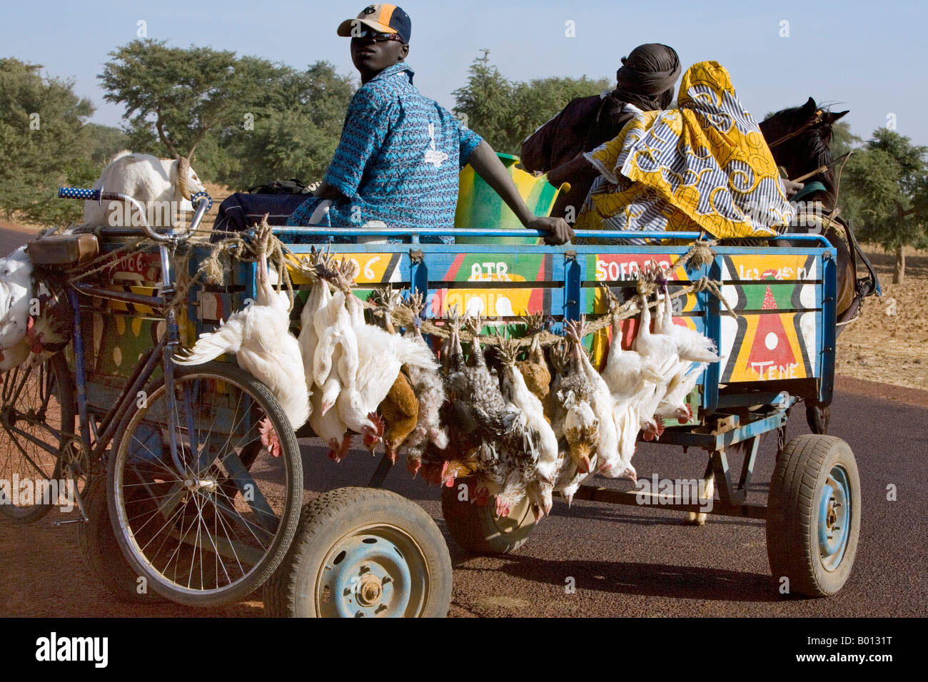 Mali, Djenné. Ein Landwirt begibt sich in seinem Pferdewagen Djenne Markt, einen Widder und einige Hühner zu verkaufen. Stockfoto