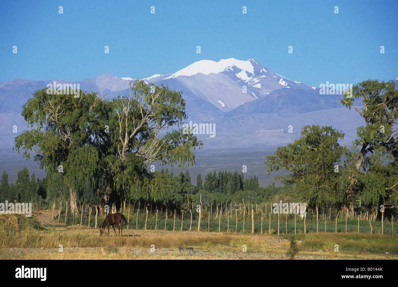 Pferd weidet auf dem Feld, Cordillera de Ansilta im Hintergrund, in der Nähe von Barreal, Calingasta Valley, Provinz San Juan, Argentinien Stockfoto