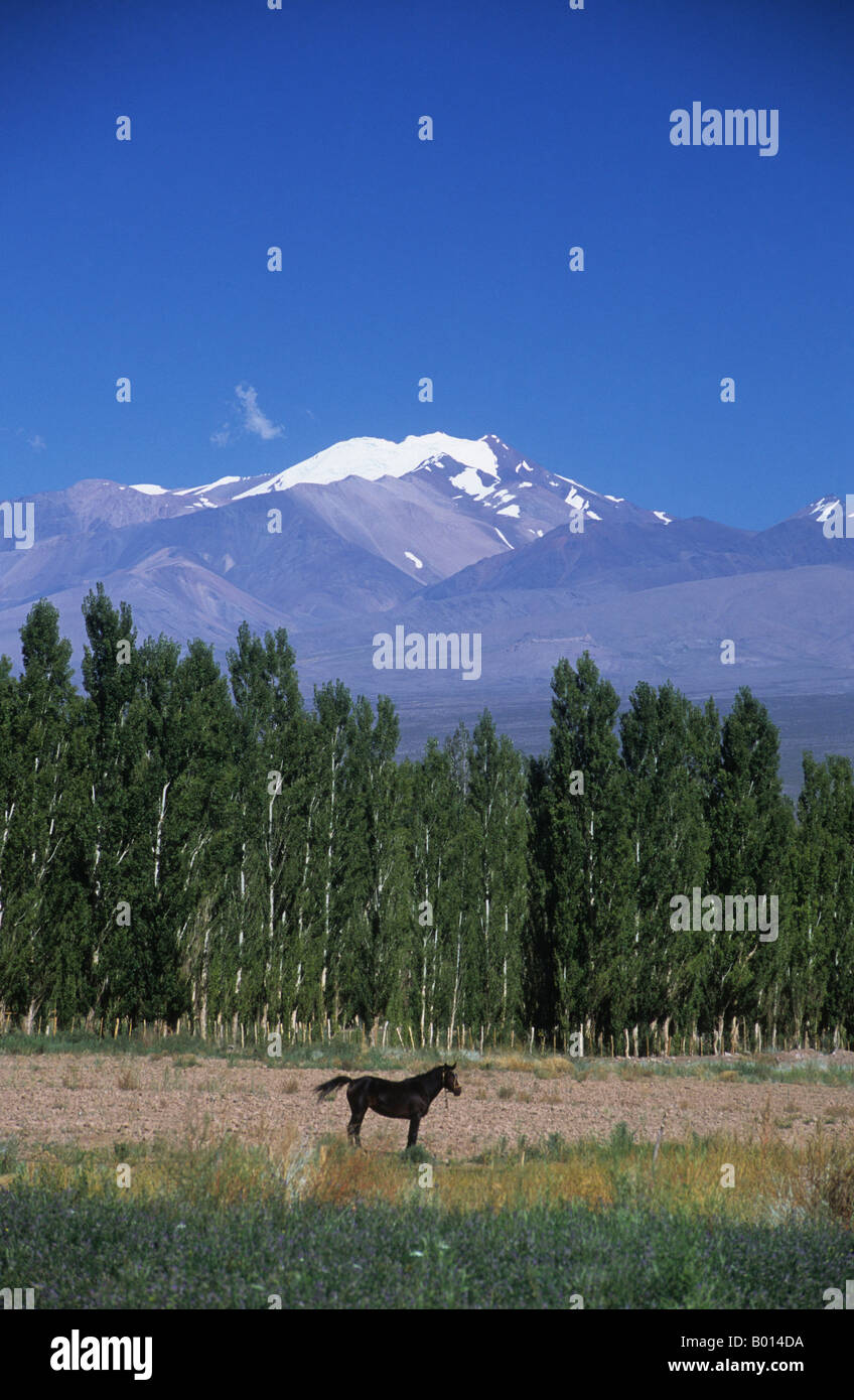 Schwarzes Pferd, Pappelbäume und Cordillera de Ansilta, aus der Nähe von Barreal, Calingasta Valley, Argentinien Stockfoto