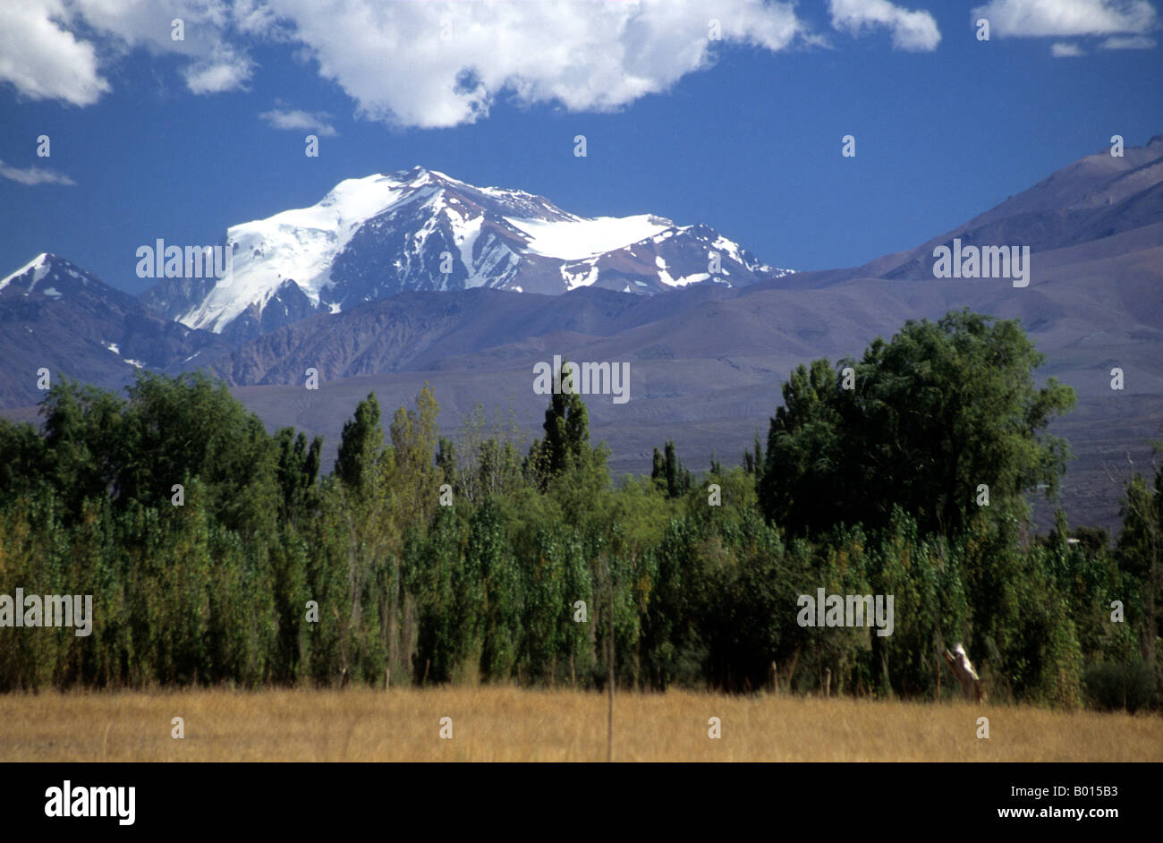 Mt. Mercedario und Pappel Bäume in der Nähe von Barreal, Calingasta Tal, Provinz San Juan, Argentinien Stockfoto