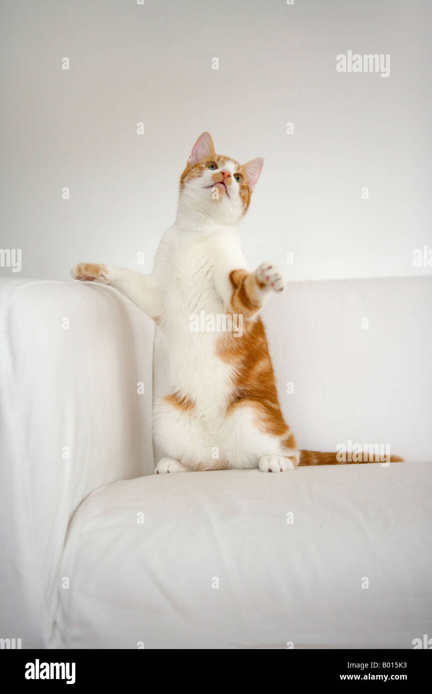 Rote und weiße Tabby Katze stehend auf seine Hinterbeine Stockfoto