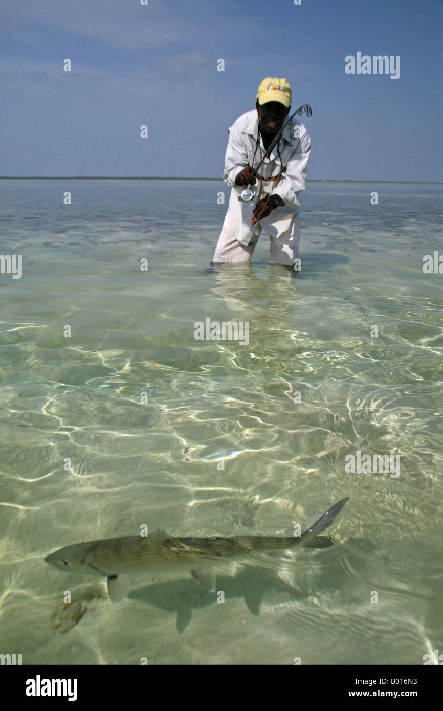 Bonefishing in Bimini Stockfoto
