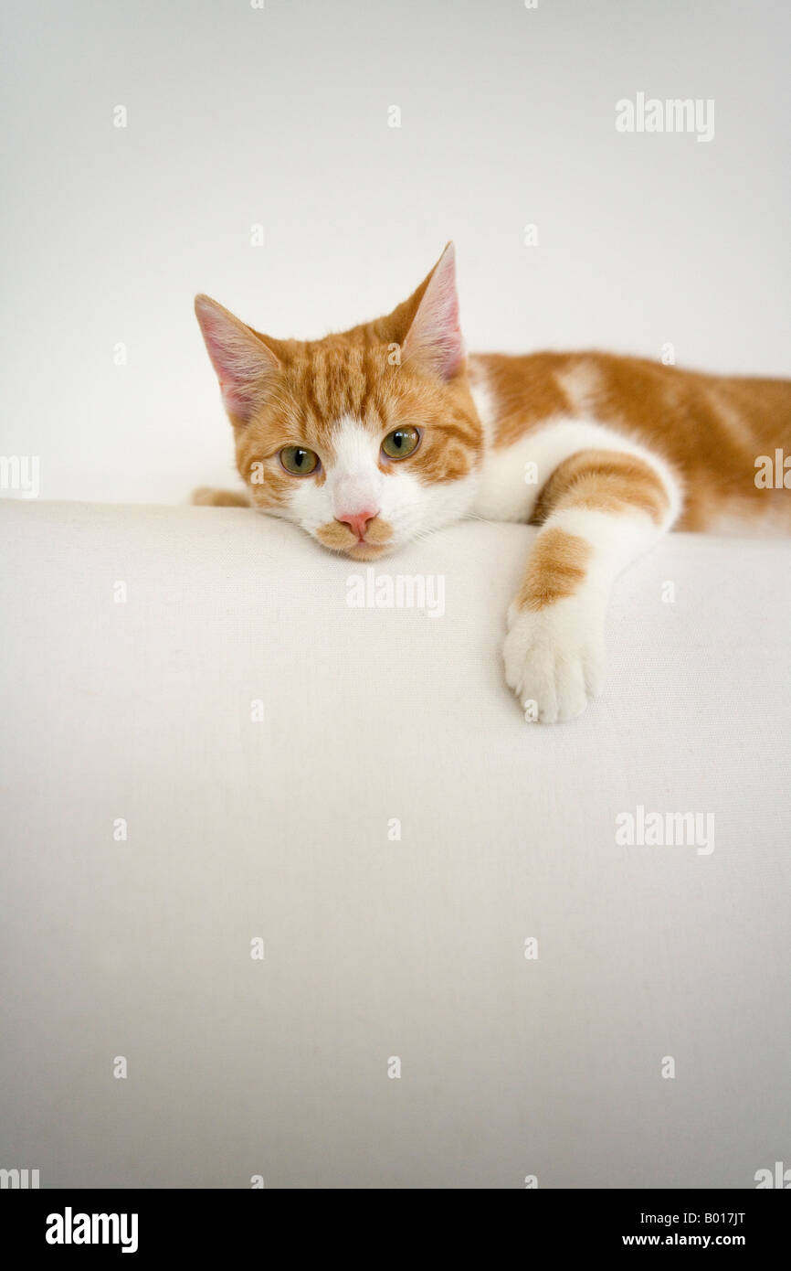 Faule rote und weiße Tabby Katze Stockfoto