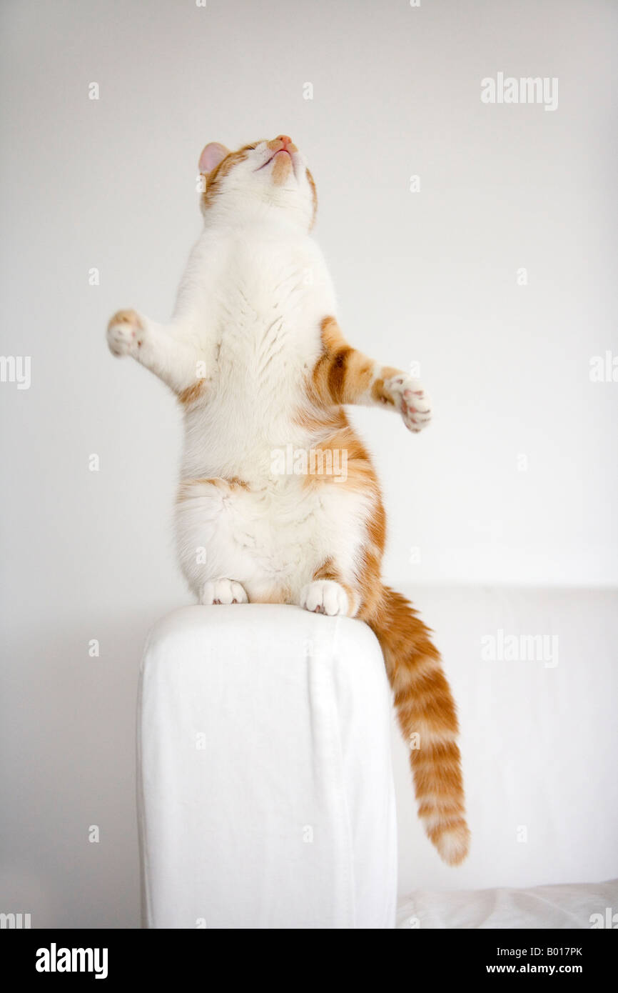 Rote und weiße Tabby Katze stehend auf seine Hinterbeine Stockfoto