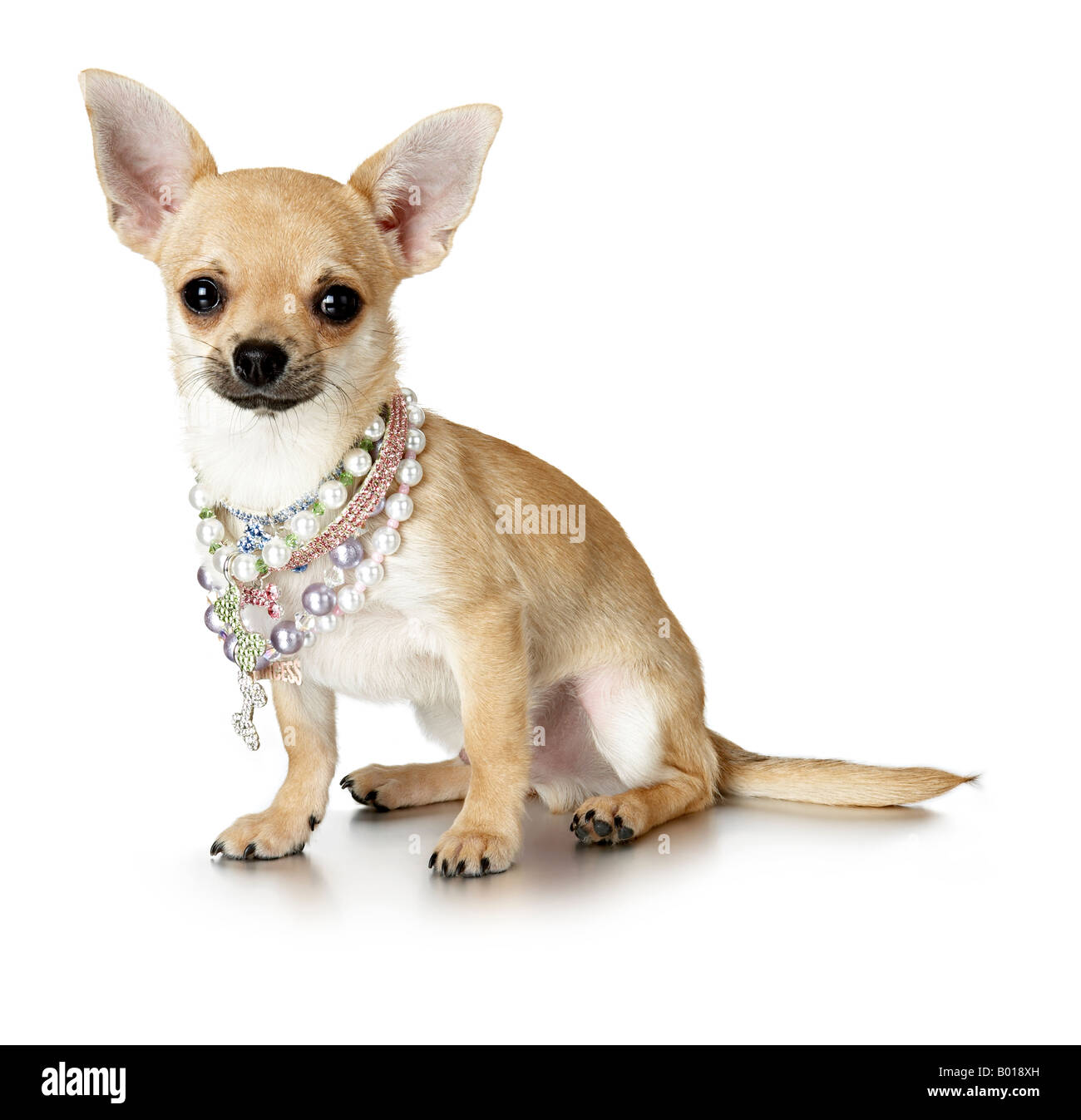 Plüschhund in Schmuck Stockfoto