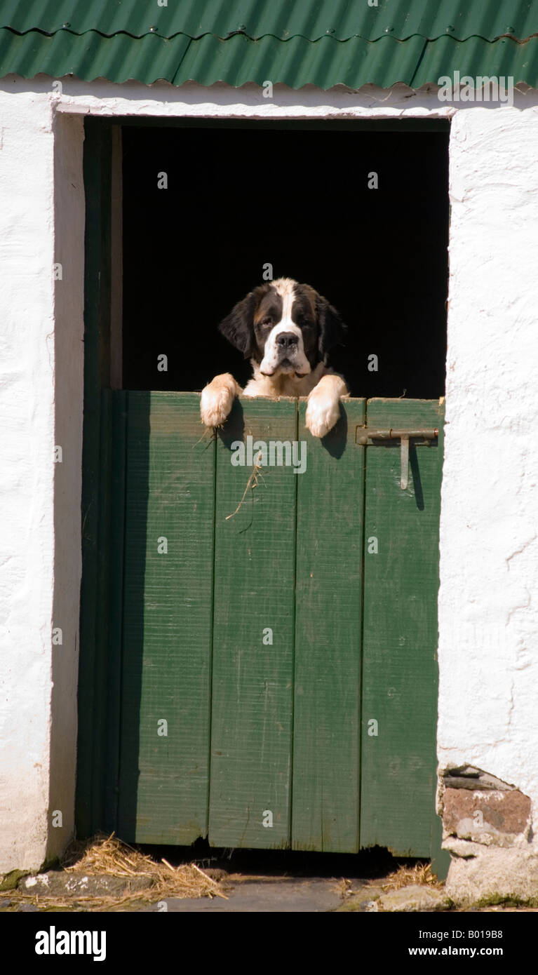 Hund schaut raus Fotos und Bildmaterial in hoher Auflösung Alamy