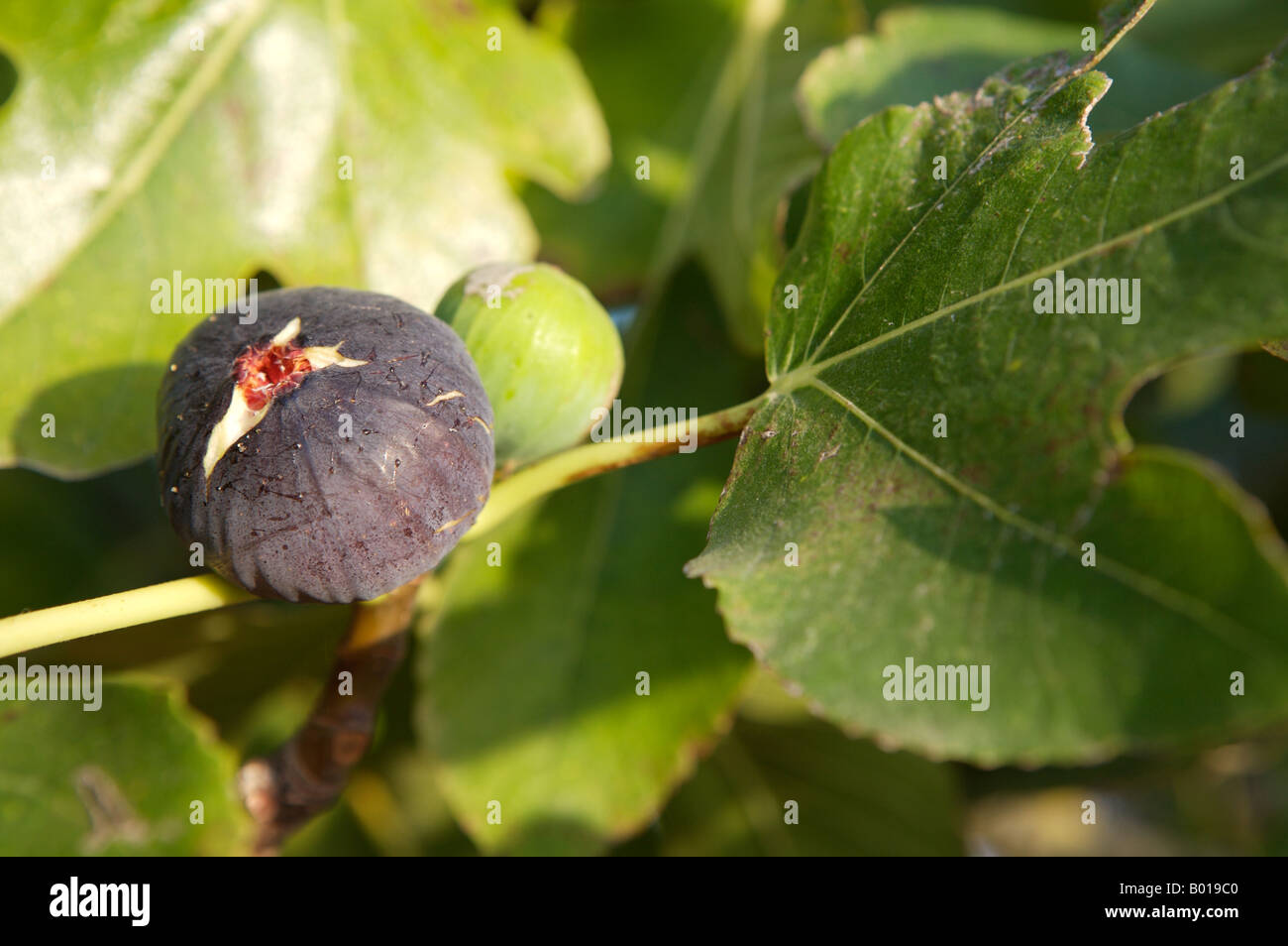 Reife Feigen, TRIVIALNAME: Feigen, lateinischer NAME: Ficus Carica Stockfoto