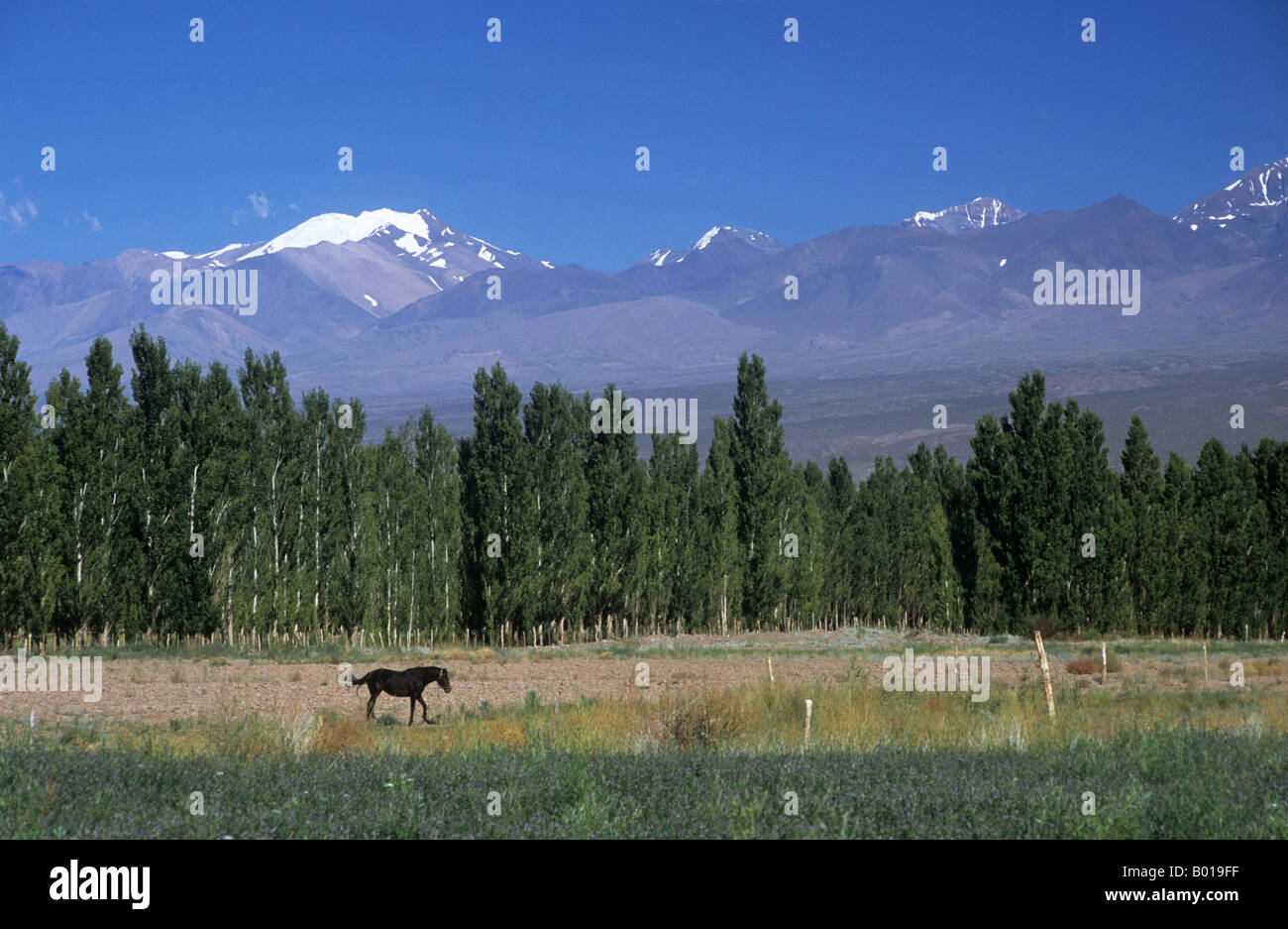 Schwarzes Pferd, Pappelbäume und Cordillera de Ansilta, aus der Nähe von Barreal, Calingasta Valley, Argentinien Stockfoto