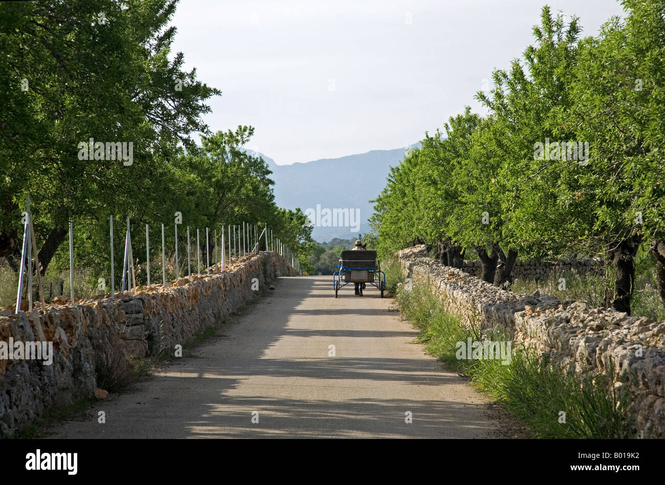 Pferdewagen. In der Nähe von Costitx Dorf. Mallorca-Island.Spain Stockfoto