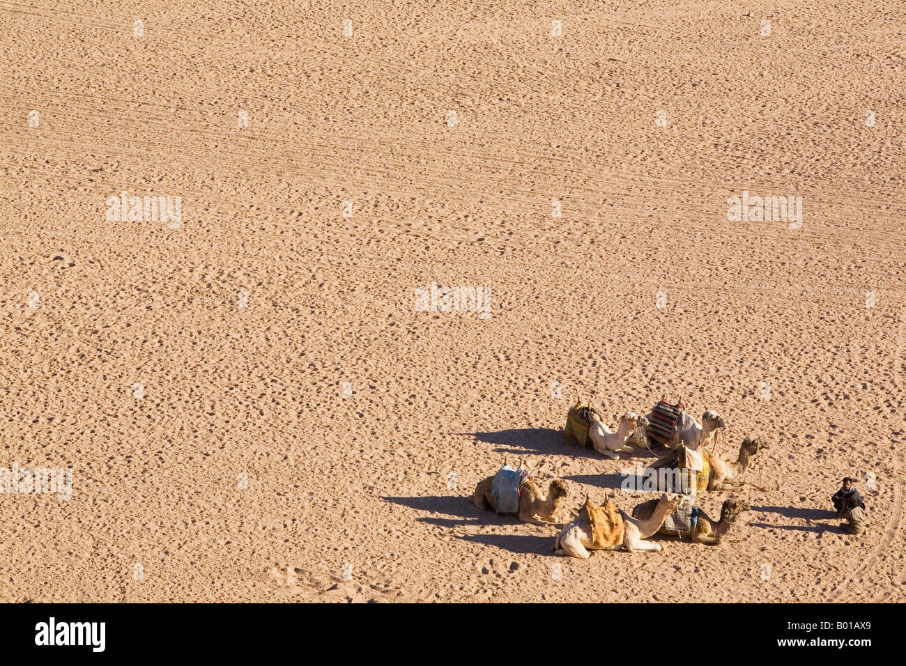 Zwei ägyptischen Männer sitzen mit ihren Kamelen auf Kamel und Quad Bike markiert Sand in der Wüste Sinai in der Nähe von Sharm el Sheikh Ägypten Stockfoto