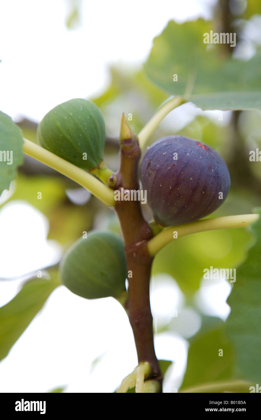 Feigen reifen, TRIVIALNAME: Feigen lateinischer NAME: Ficus Carica Stockfoto