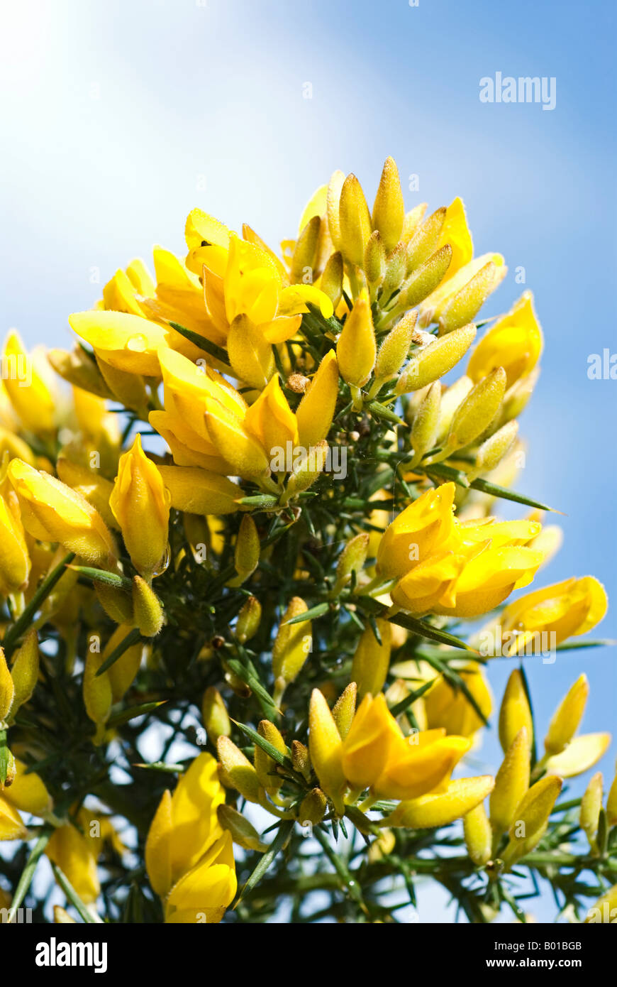 Stock Foto von den gelben Blüten auf einem Gorse-Busch Stockfoto