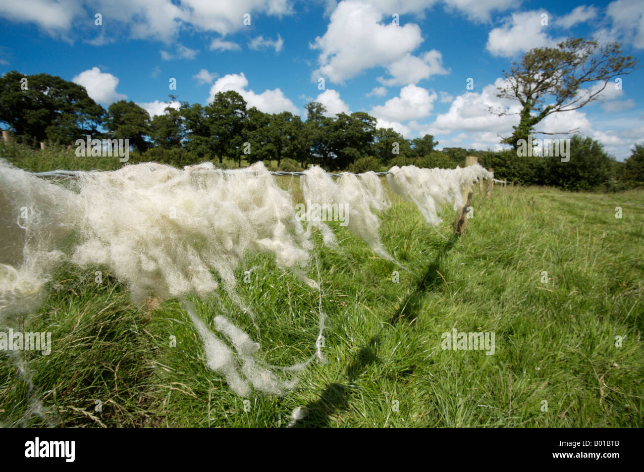 Schafe Wolle gefangen am Stacheldraht-Zaun um einen Acker in Cornwall, England Stockfoto