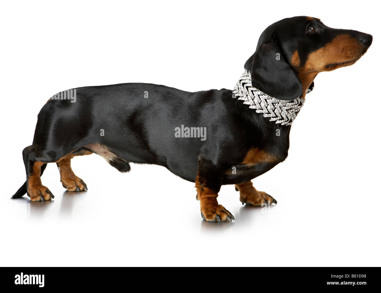 Daschund Diamant-Halskette Stockfoto