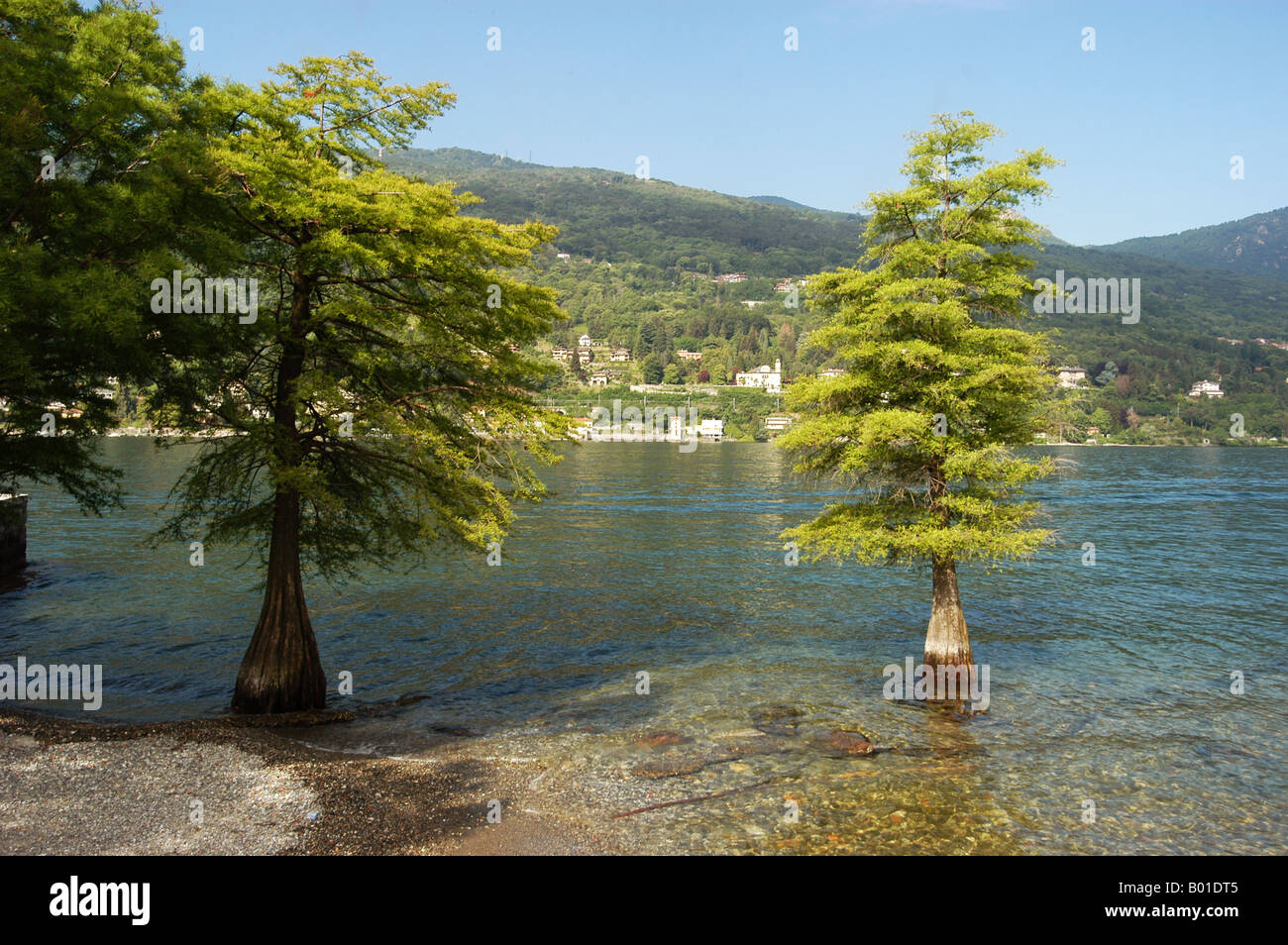 Bäume in Isola Bella - Lago Maggiore Piemonte Italia - Europa-Italien Stockfoto