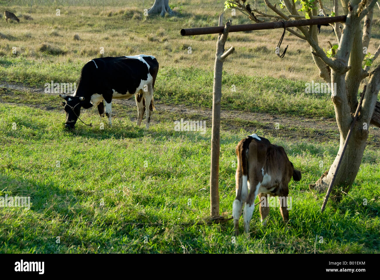 Weidende Kühe Stockfoto