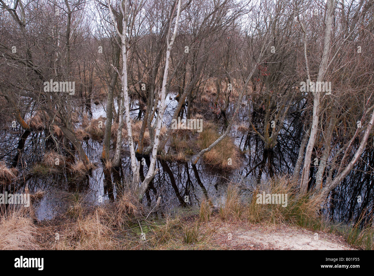 Sumpfigen Wald Stockfoto