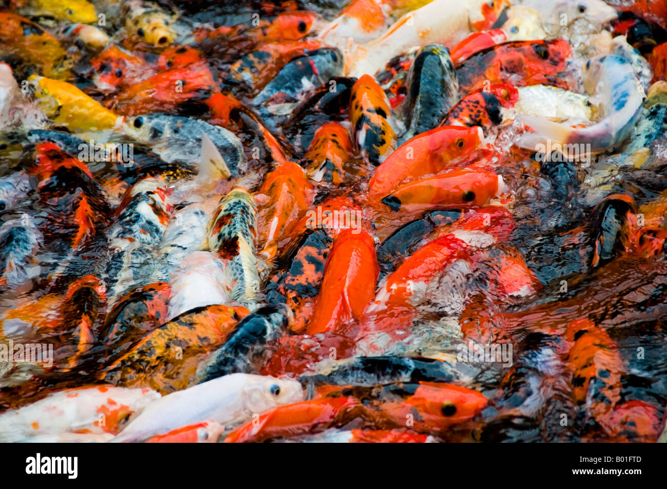 Koi Fische füttern im Teich Stockfotografie - Alamy
