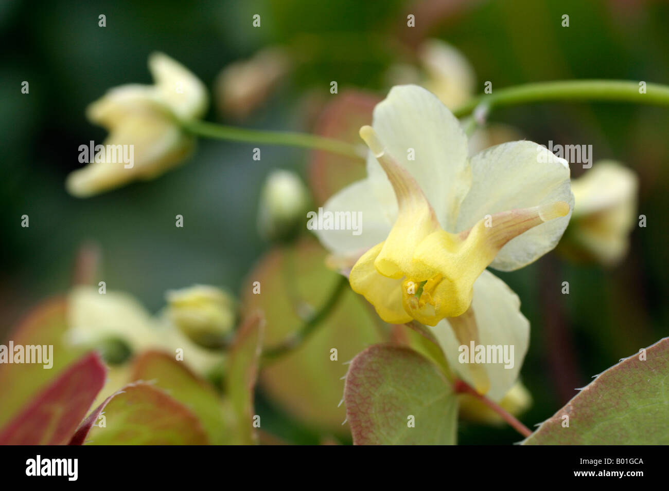 Epimedium laub Fotos und Bildmaterial in hoher Auflösung Alamy