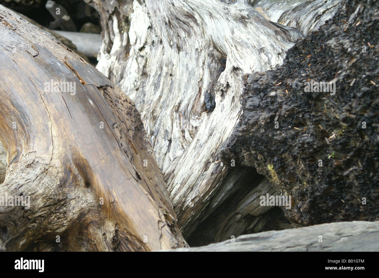 Treibholz am Strand von Pacific Northwest hautnah Stockfoto