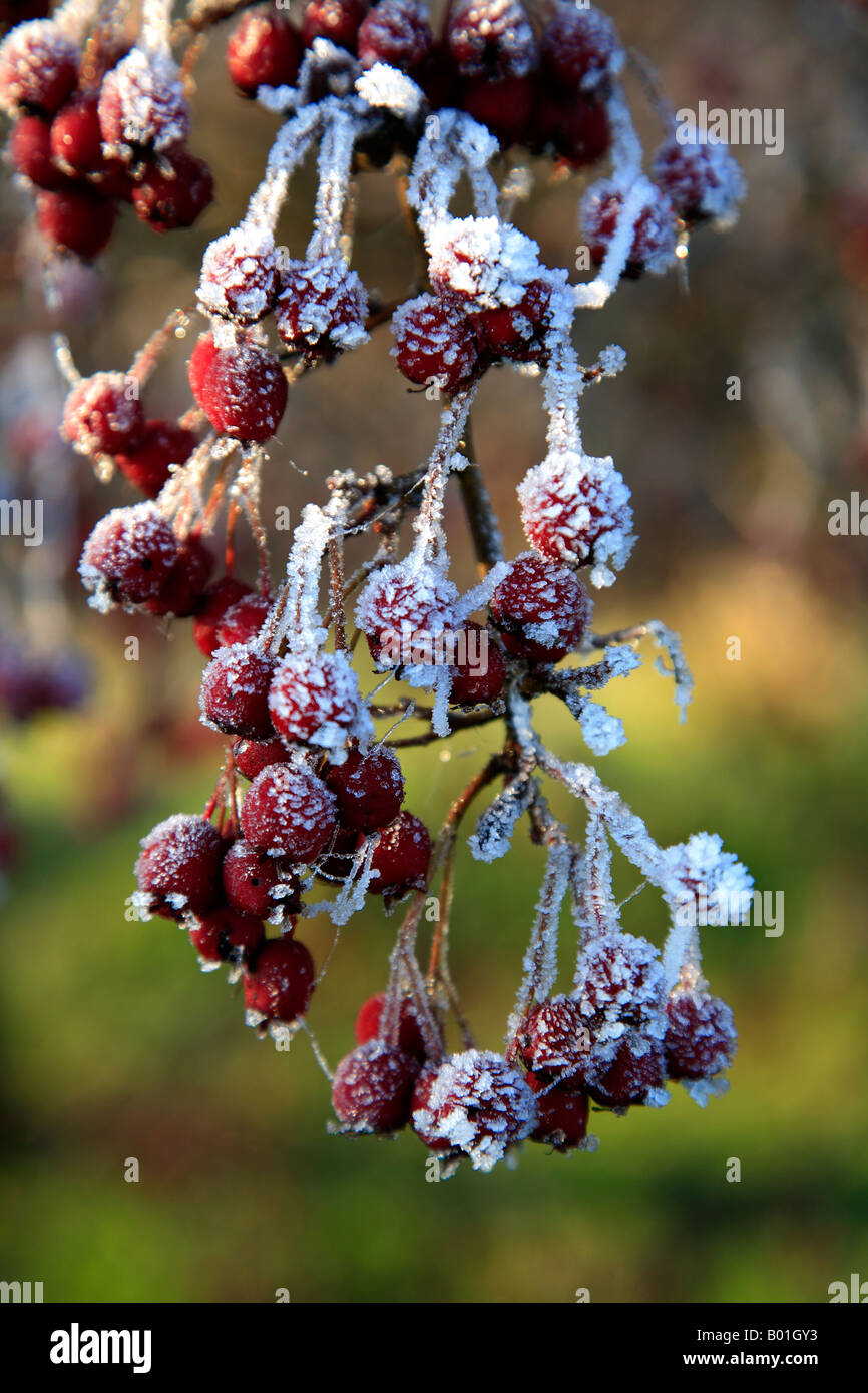 Rote Beeren von gemeinsamen Weißdorn (Crataegus Monogyna) bedeckt in Frost Dezember UK generische Stockfoto