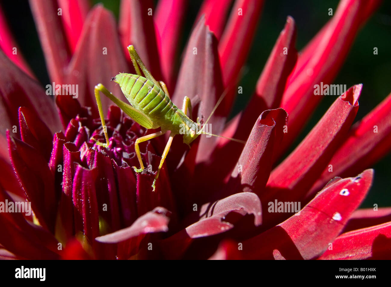 Heuschrecke auf einer Blume Dahlie Stockfoto