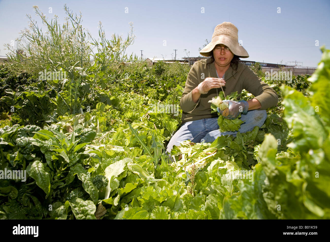 Gemeinschaft gestützte Landwirtschaft auf kleinen Bauernhof in Phoenix Stockfoto