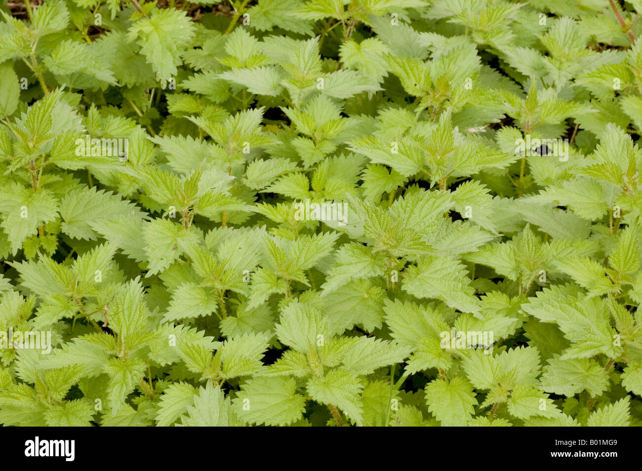 Dichten Teppich aus üppigen Brennnessel Wachstum Stockfoto