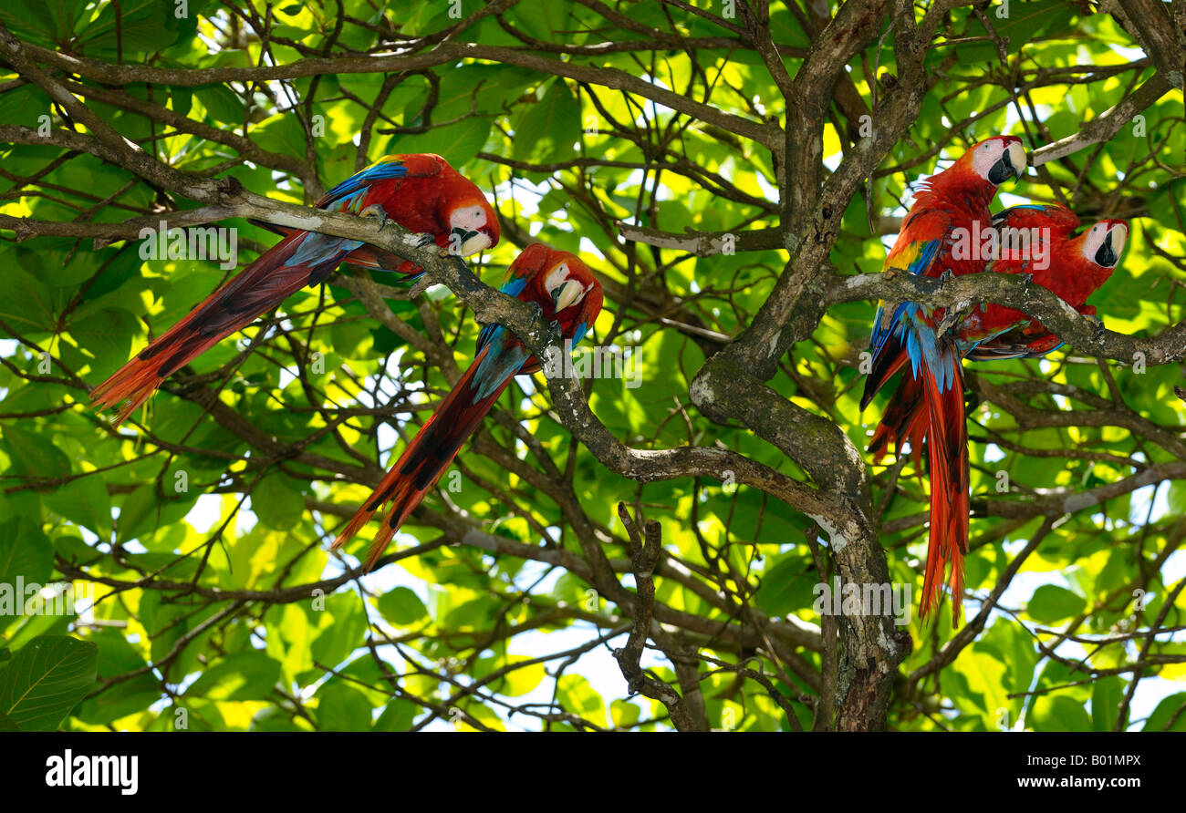 Zwei Paare von wilde rote Aras in einem Mandelbaum auf Osa Halbinsel Carate Costa Rica Stockfoto