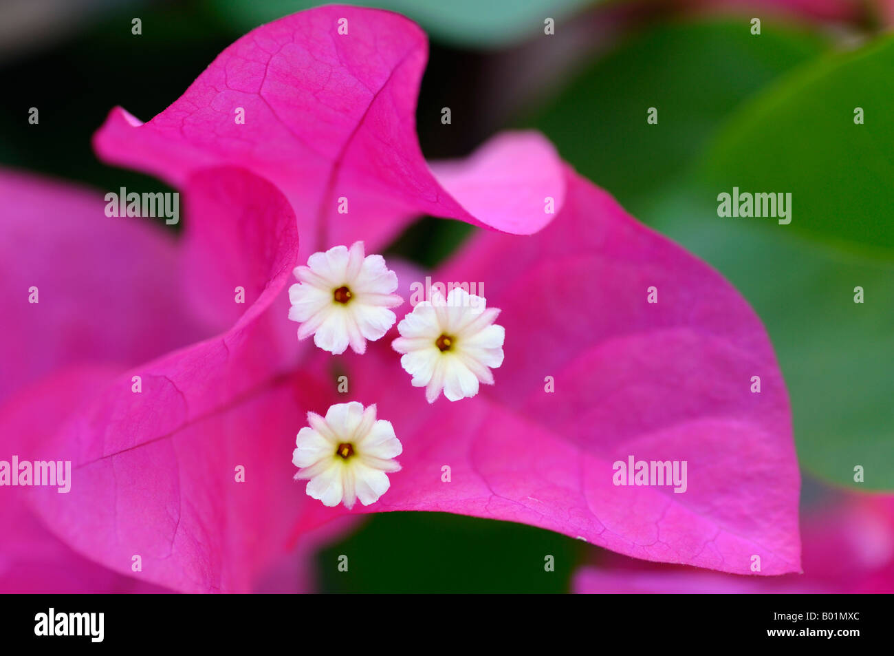 Nahaufnahme eines weißen Bougainvilla Blumen und rosa Hochblätter Costa Rica Stockfoto