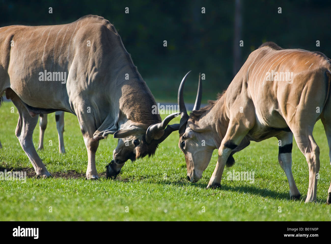 Gemeinsame Eland - Tragelaphus Oryx Stockfoto