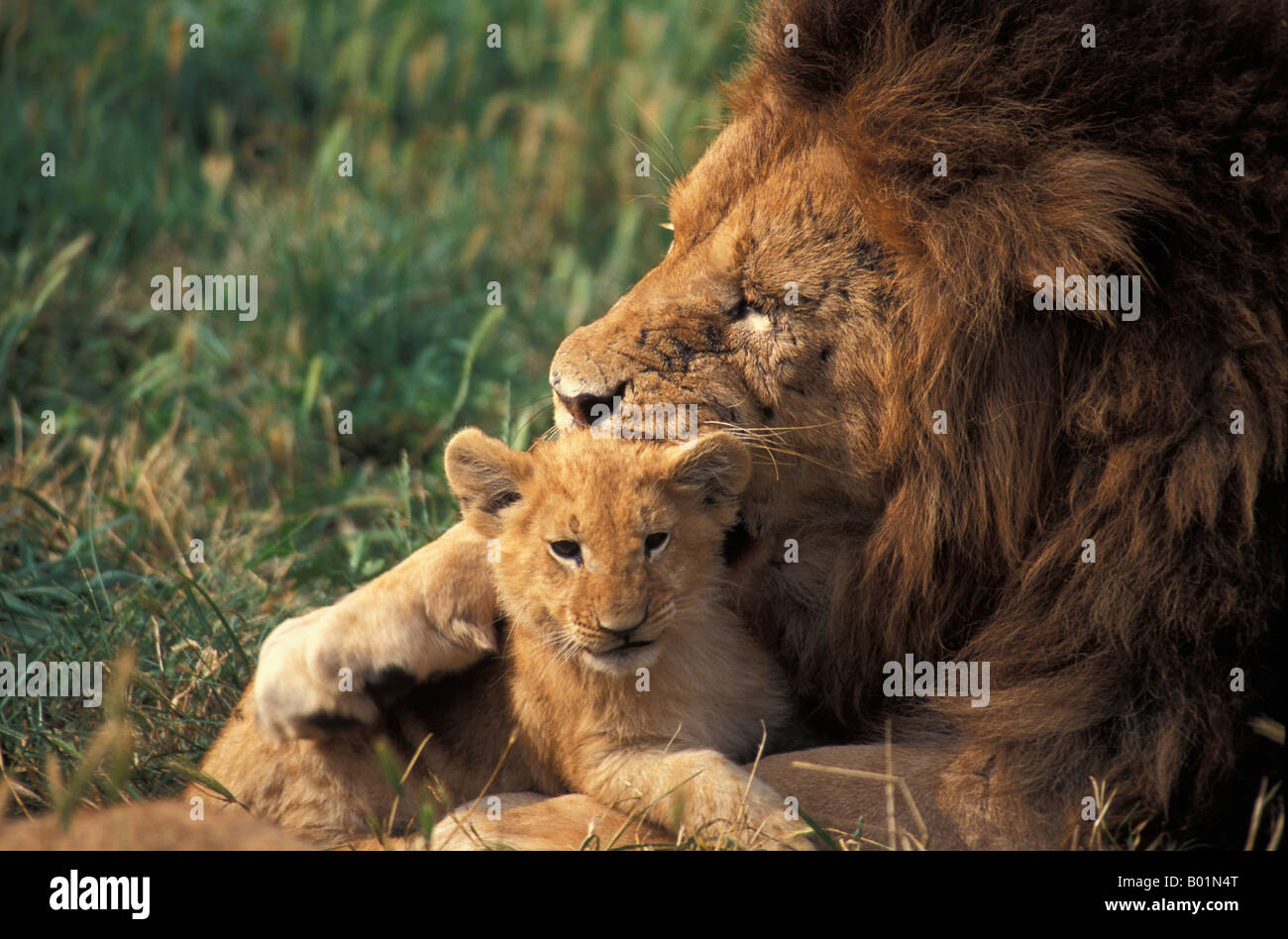 MÄNNLICHE Löwen mit 2 Monat alten CUB PANTHERA LEO MASAI MARA Kenia Afrika Erwachsene Erwachsene Zuneigung zärtlich Afrika afrikanische Tiere AN Stockfoto