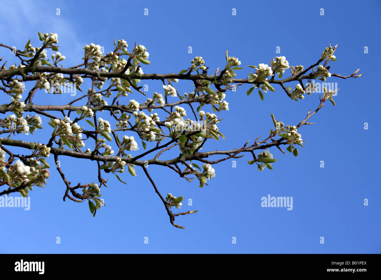 Birnbaum, Blüte Frühling Blüte gegen azurblauen Himmel Stockfoto