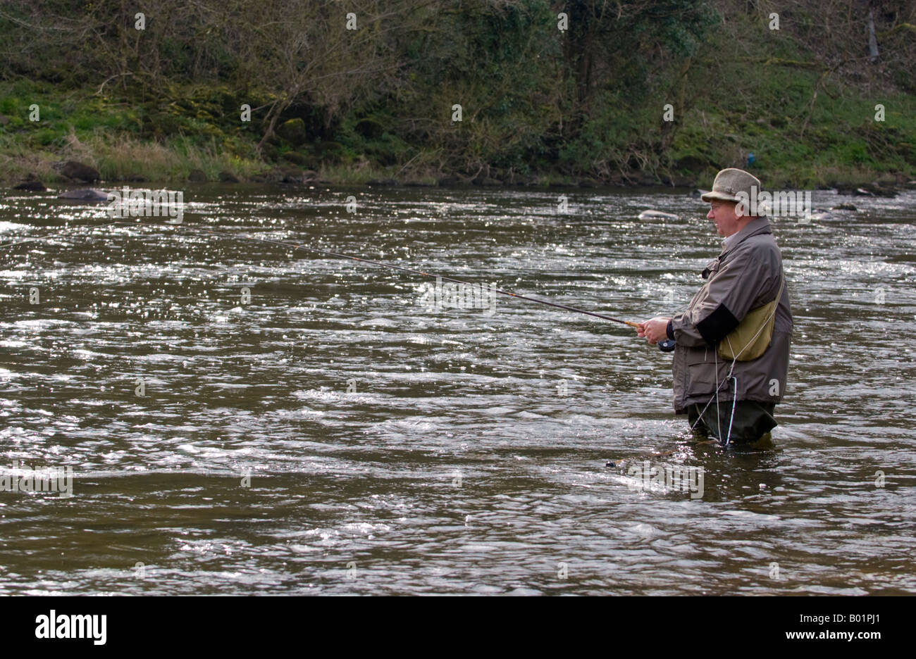 Älterer Mann Fliegenfischen für Bachforellen am Fluss Usk in Wasser Gliffaes Country House Hotel in der Nähe von Crickhowell Powys Wales UK Stockfoto