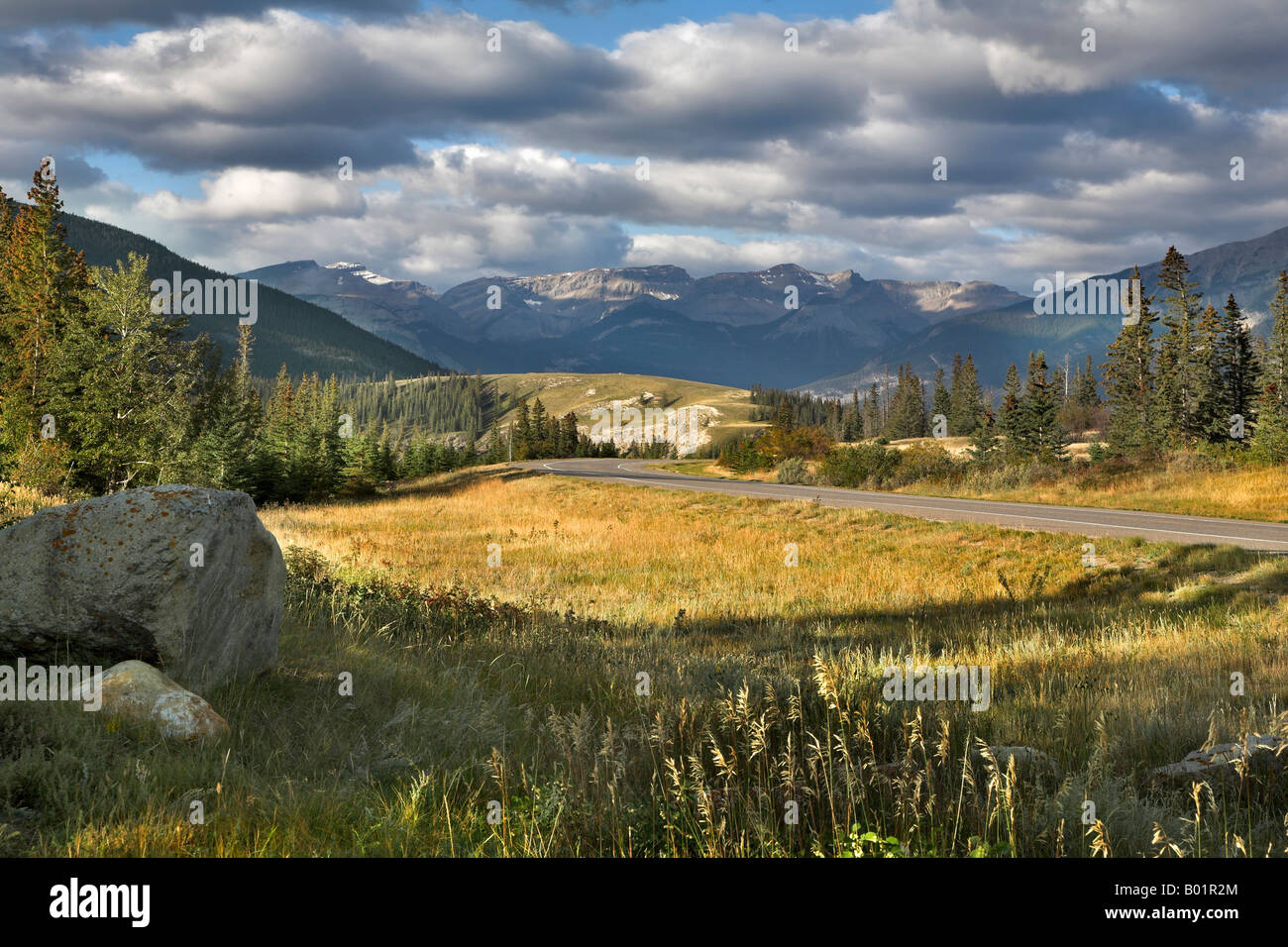 Eine Wiese mit einer leuchtend gelben Grases nahe Straße zu reservieren Stockfoto
