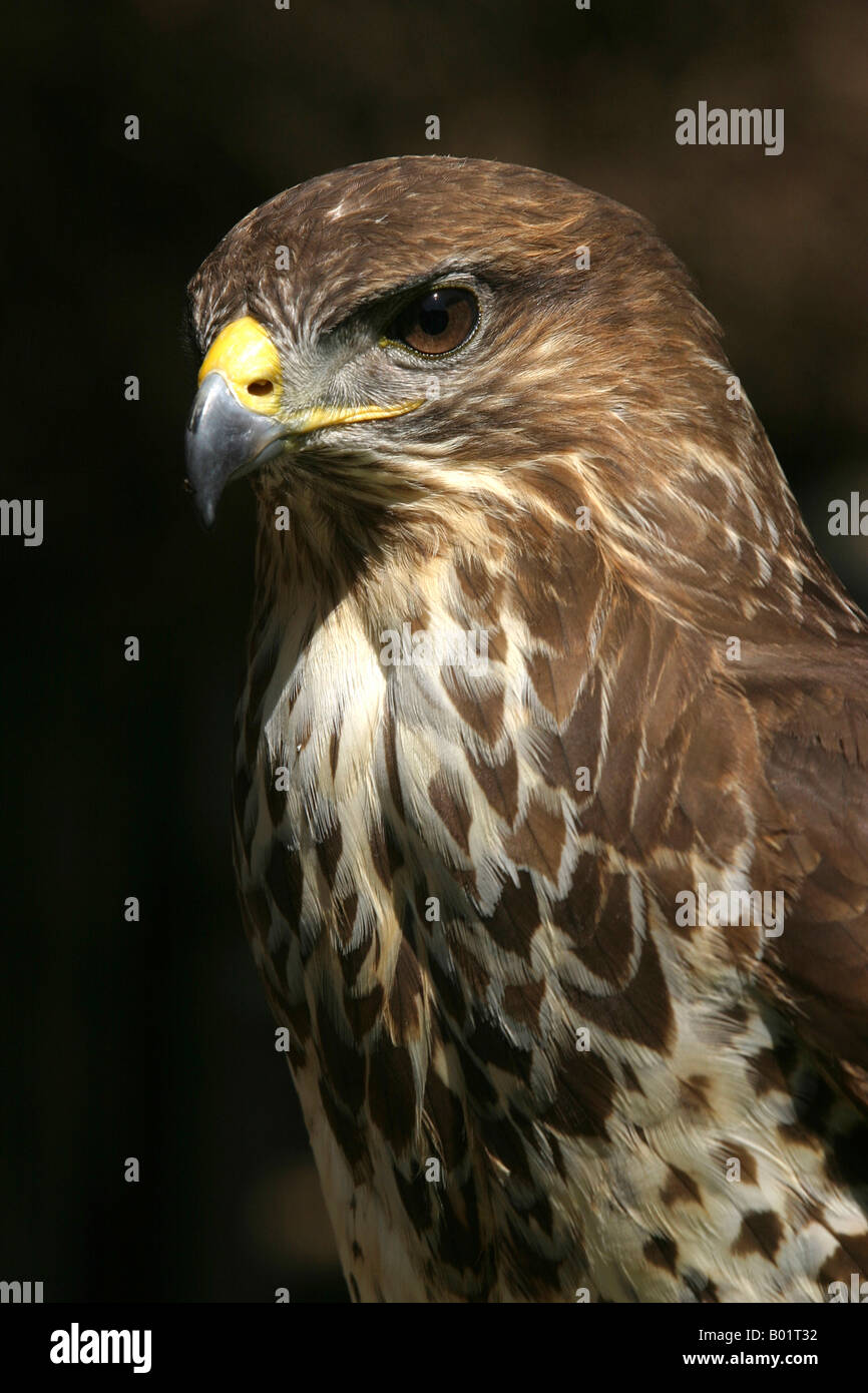 Somerset Allerford Falknerei Zentrum Leiter der Bussard Stockfoto