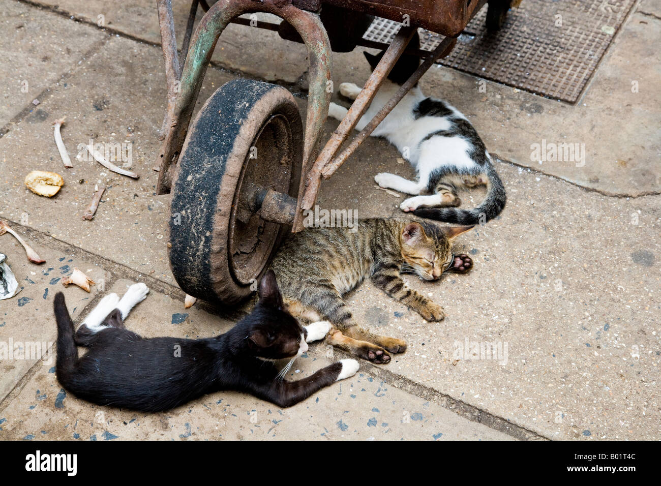 Drei wilde streunende Katzen liegen unter einer Schubkarre Rad, am Albert Market in Banjul, Gambia, Westafrika Stockfoto