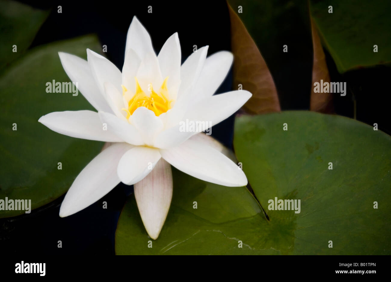 Weiße Seerose, Nymphaea Stockfoto