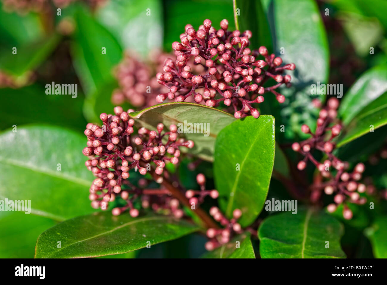 Skimmia Japonica rubella Stockfoto