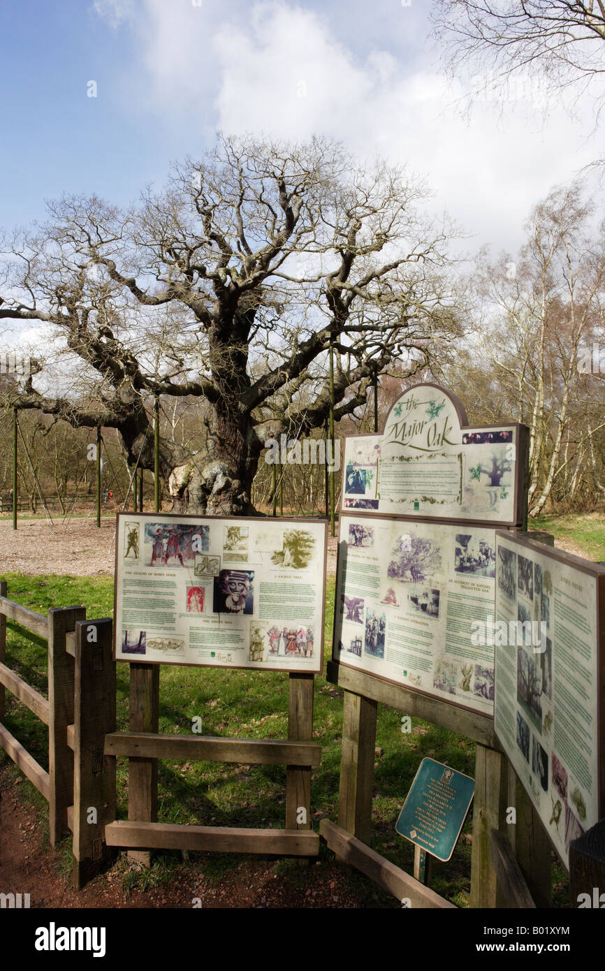 Major Oak, Sherwood Forest, Nottinghamshire Stockfoto