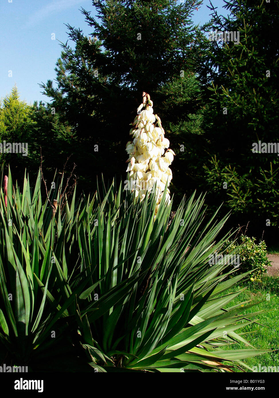 Agavenpflanzen weie blte -Fotos und -Bildmaterial in hoher Auflsung   Alamy