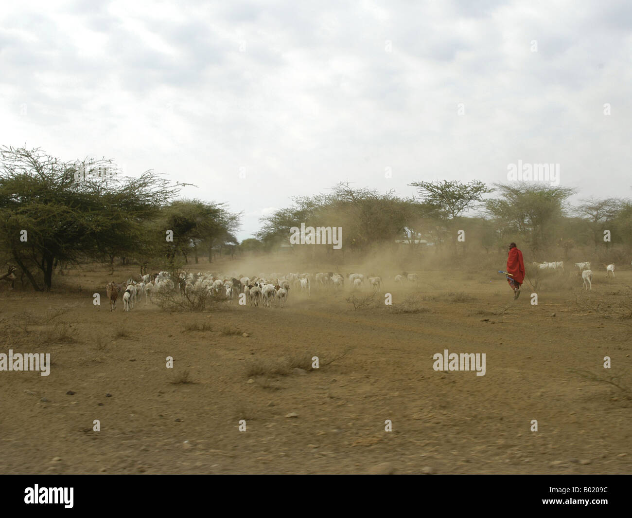 Masai Hirte mit seiner Herde Stockfoto
