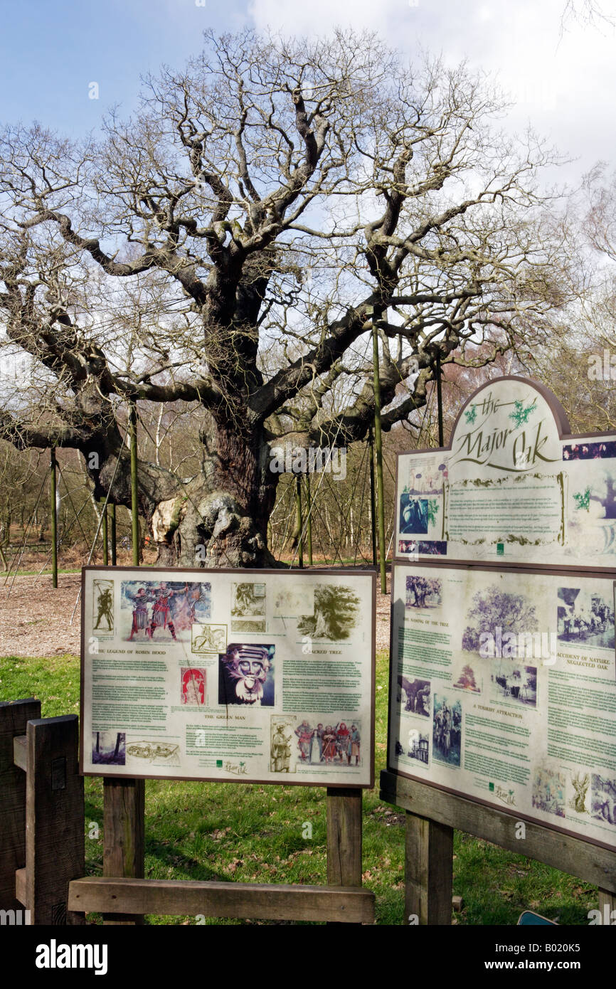 Major Oak, Sherwood Forest Country Park, Nottinghamshire Stockfoto