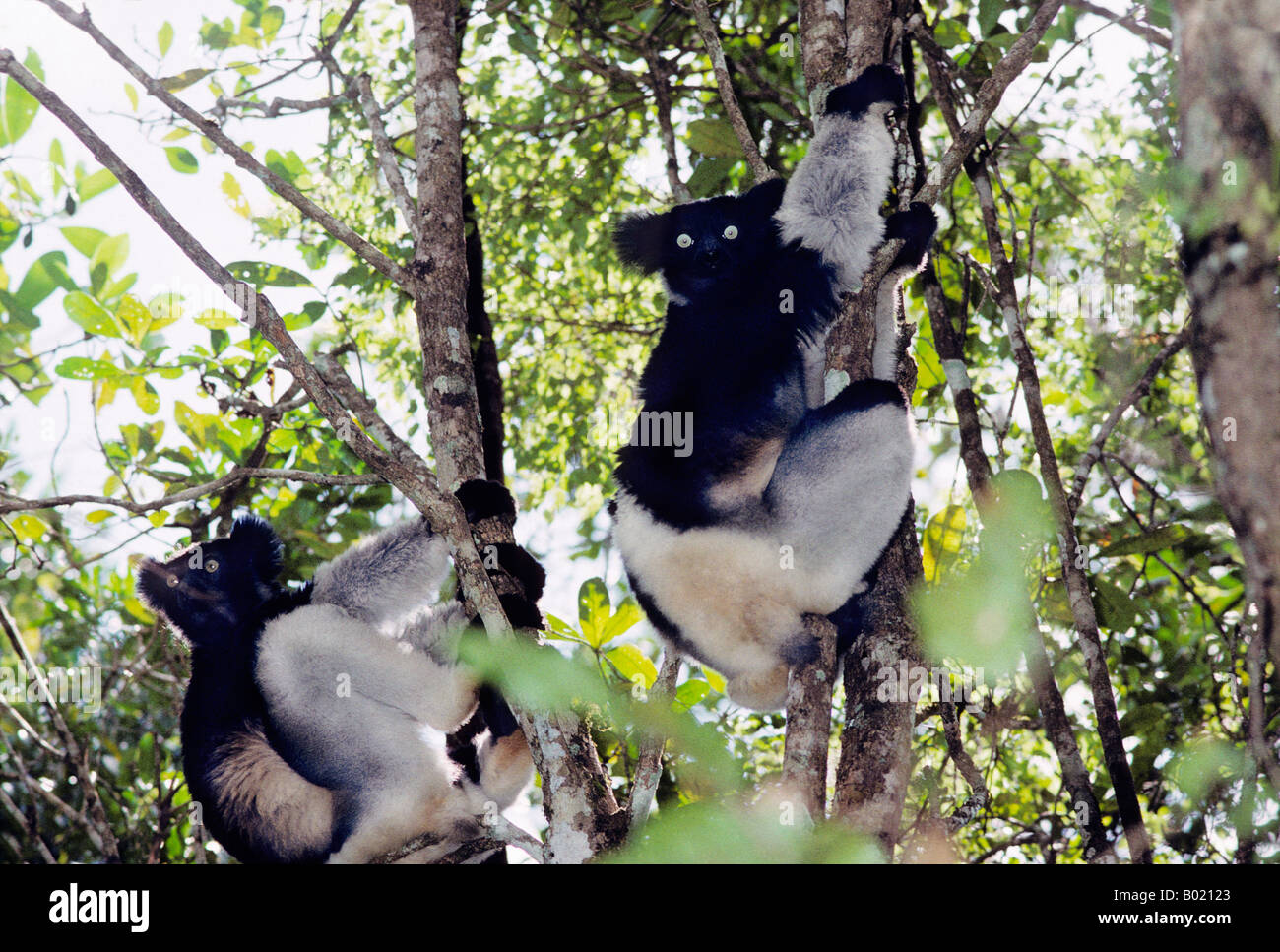 Indri Lemuren Indri Indri Wild Andasibe Mantadia Nationalpark Perinet Reservat Madagaskar Andasibe Andasibe Mantadia Indri Indrid Stockfoto