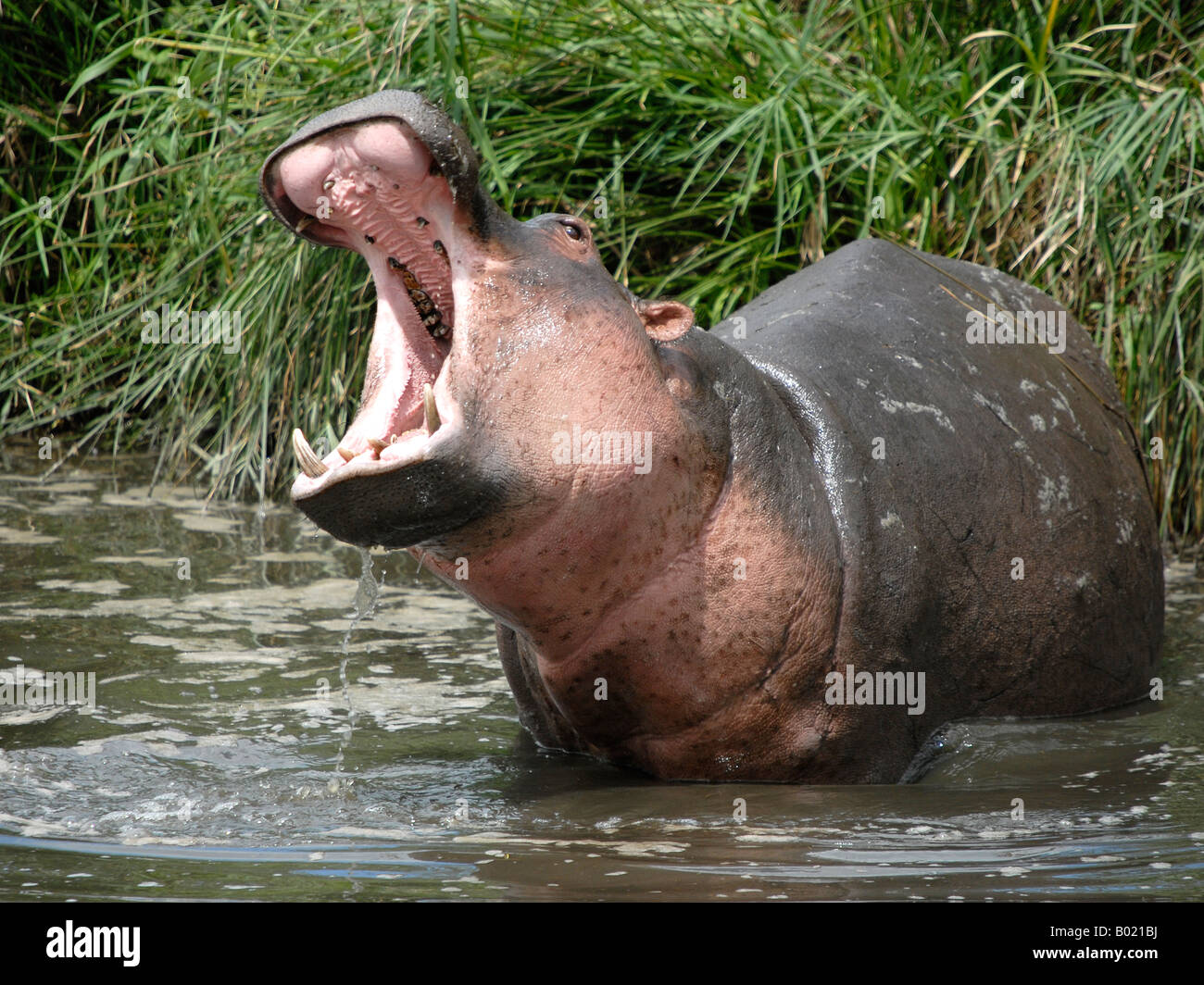 Junge Flusspferde, zeigt seine Zähne Stockfoto