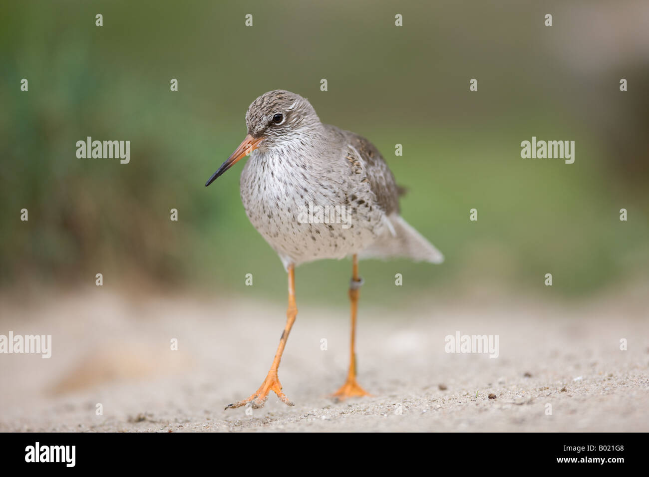 Gemeinsamen Rotschenkel zu Fuß am Strand - Tringa totanus Stockfoto