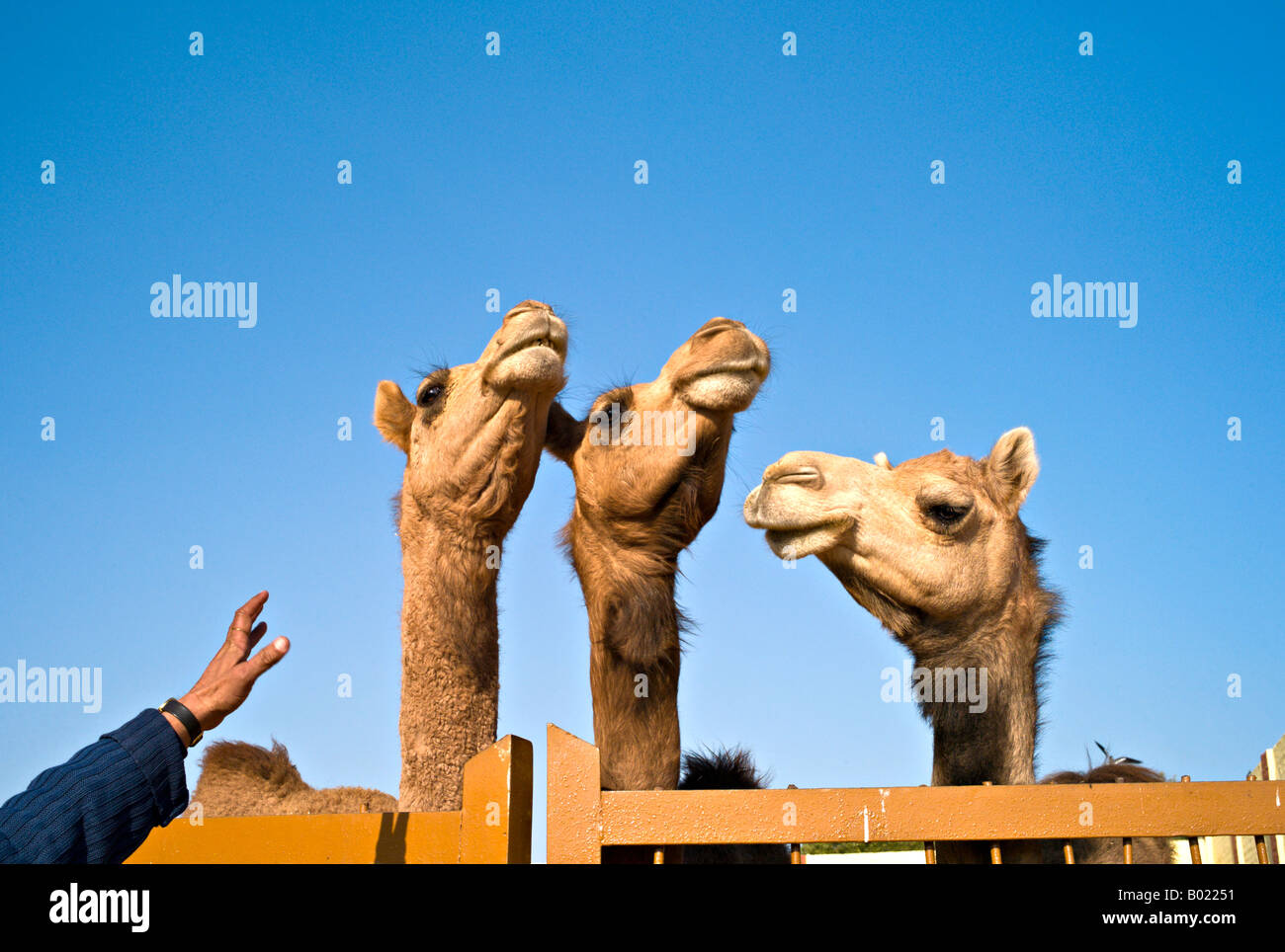 Indien BIKANER Nahaufnahme von drei Jaisalmeri Dromedar Kamele gegen strahlend blauem Himmel Stockfoto