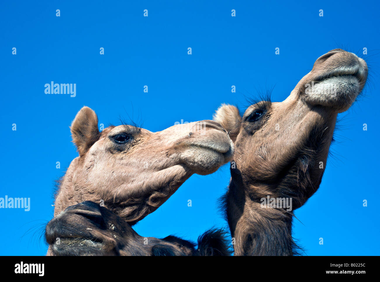 Indien BIKANER Extreme Nahaufnahme von zwei Jaisalmeri und einem Bikaner Dromedar Kamele gegen strahlend blauem Himmel Stockfoto