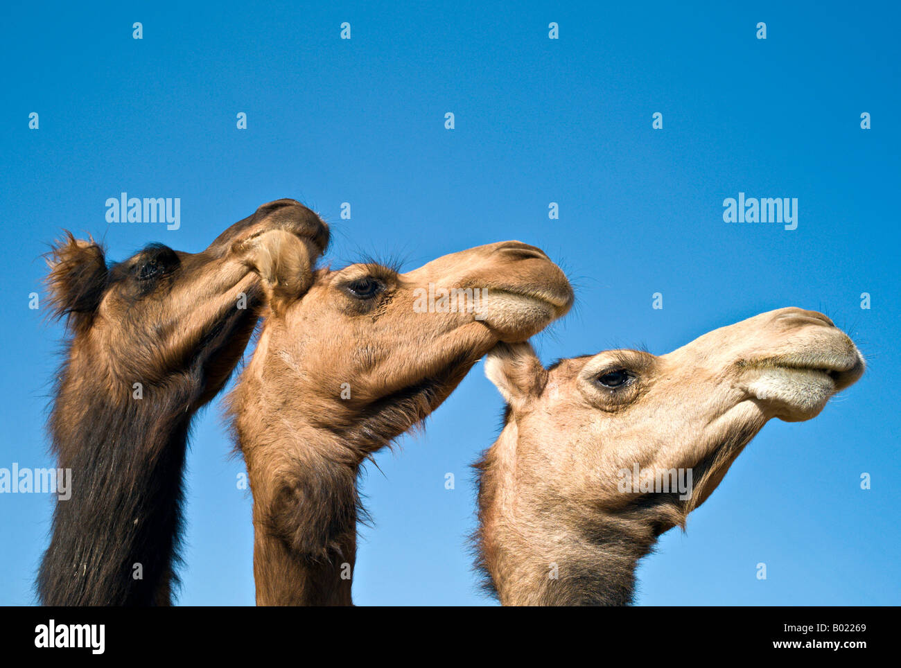 Indien BIKANER Extreme Nahaufnahme von einem Bikaner und zwei Jaisalmeri Dromedar Kamele gegen strahlend blauem Himmel Stockfoto