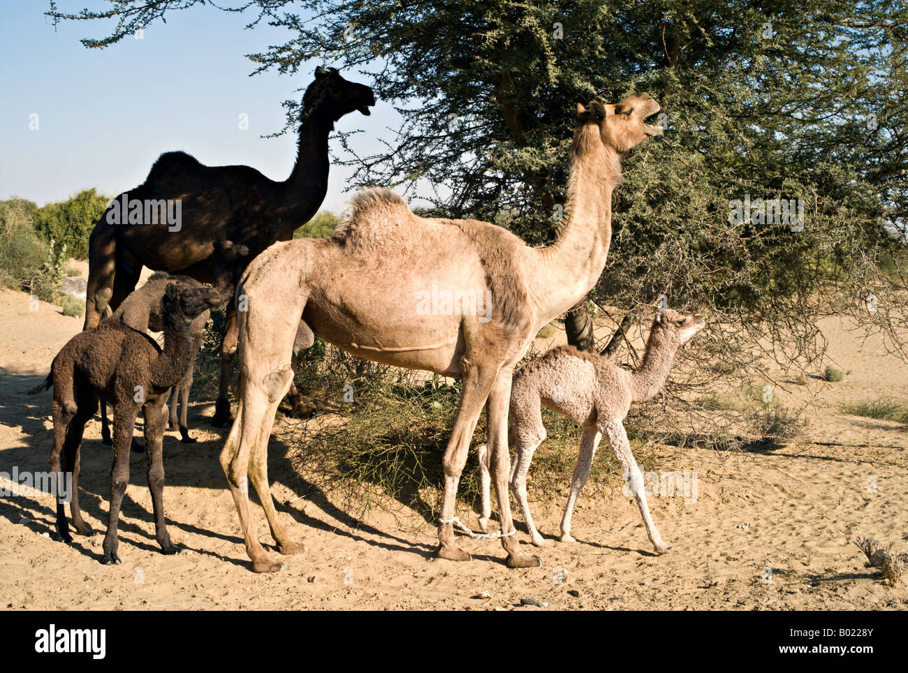 Indien-JAISALMER-Wüste Mutter und baby Jaisalmeri Kamele Essen vom Dorn Bäume in der Wüste in der Nähe von Jaisalmer Stockfoto